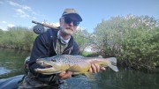 Obrh river brown trout on a dryfly